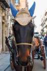 Palermo, Sicily. Horse wearing fashionable hat. Art Print